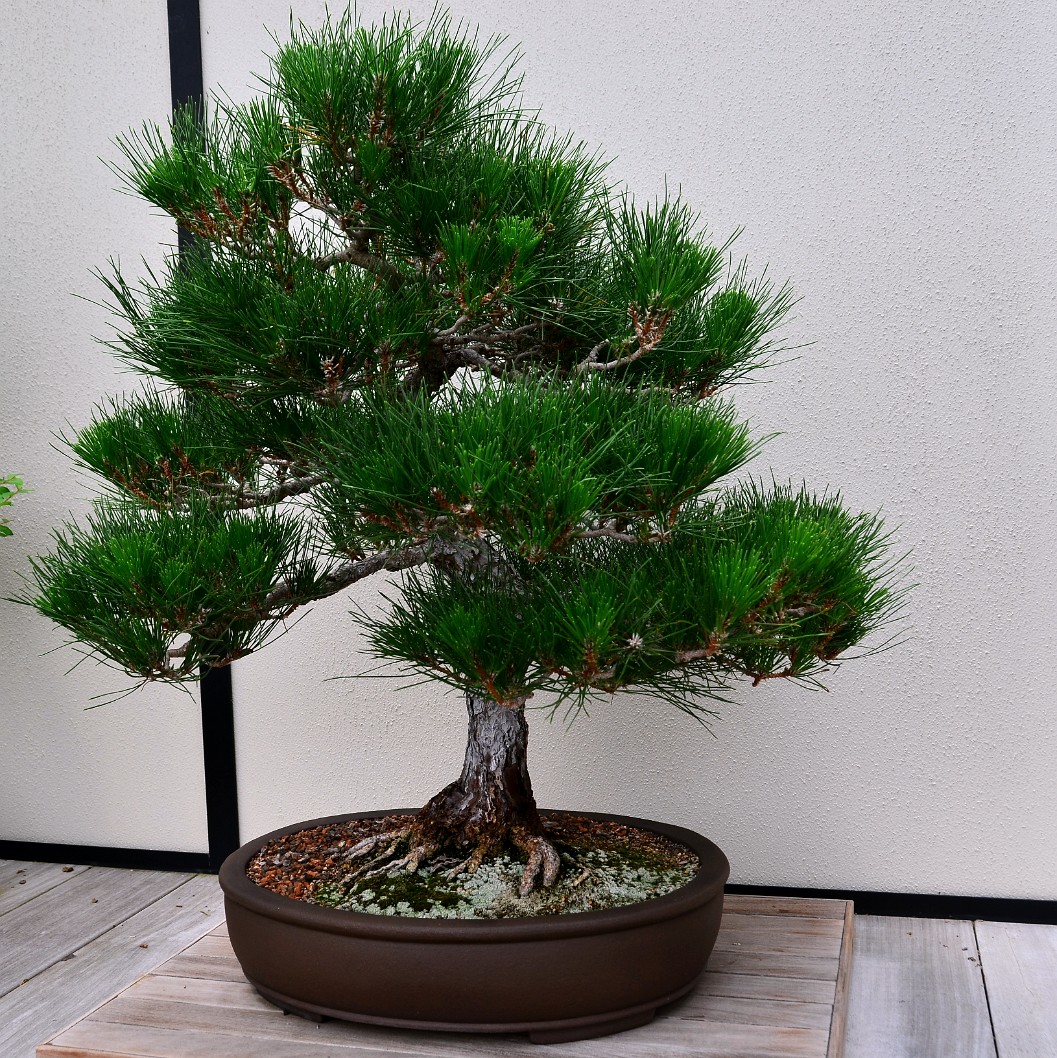 Japanese Black Pine in Training Since 1949 Japanese Black Pine in Training Since 1949