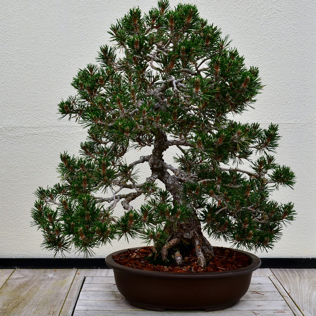 Japanese Black Pine in Training Since 1975 Japanese Black Pine in Training Since 1975