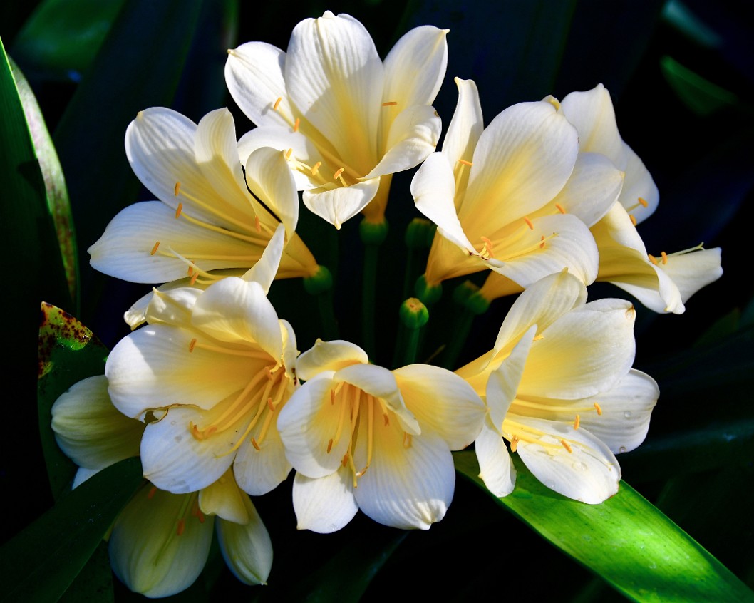 Longwood Debutante Clivia in White and Yellow