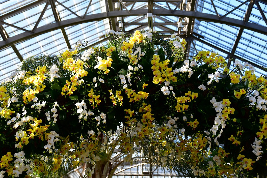 Looking Up at an Arch of Orchids