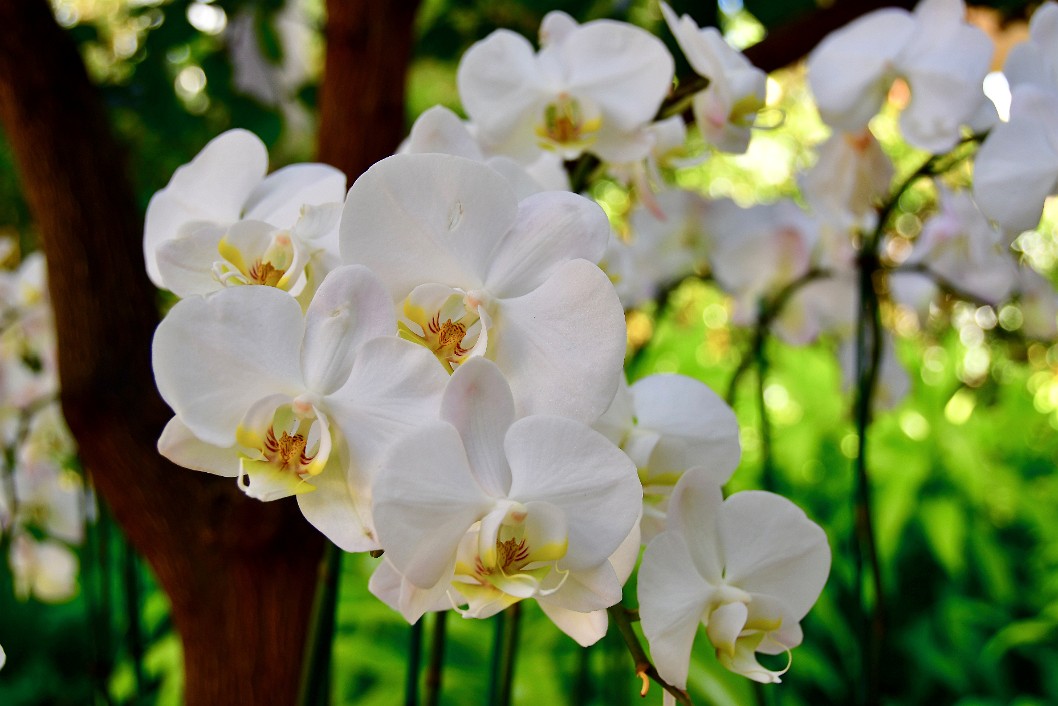 White Orchid Cluster