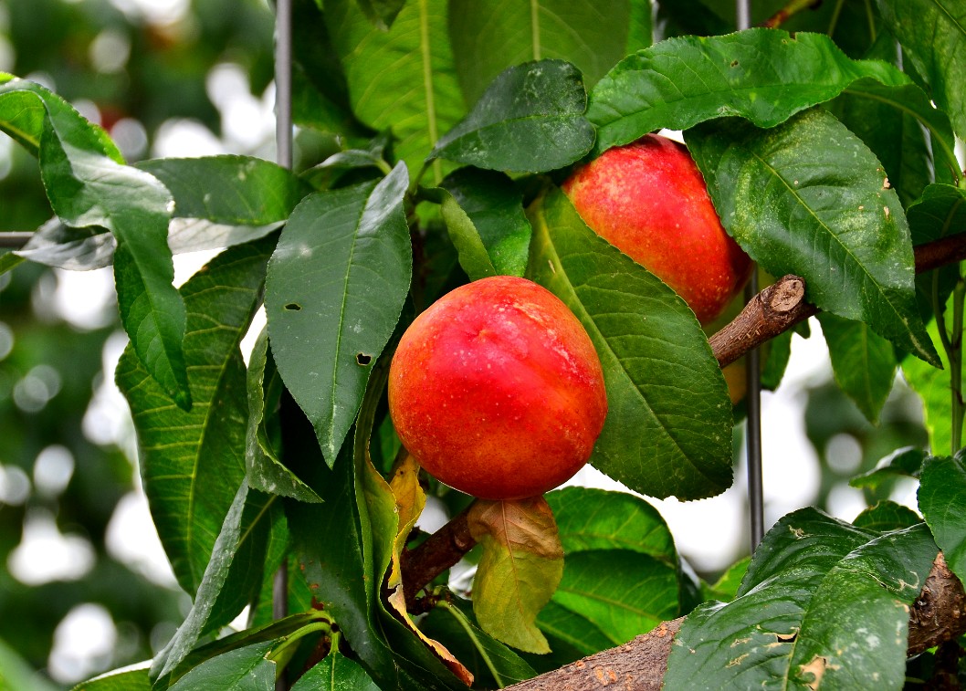 Lafayette Nectarines on the Hang Lafayette Nectarines on the Hang