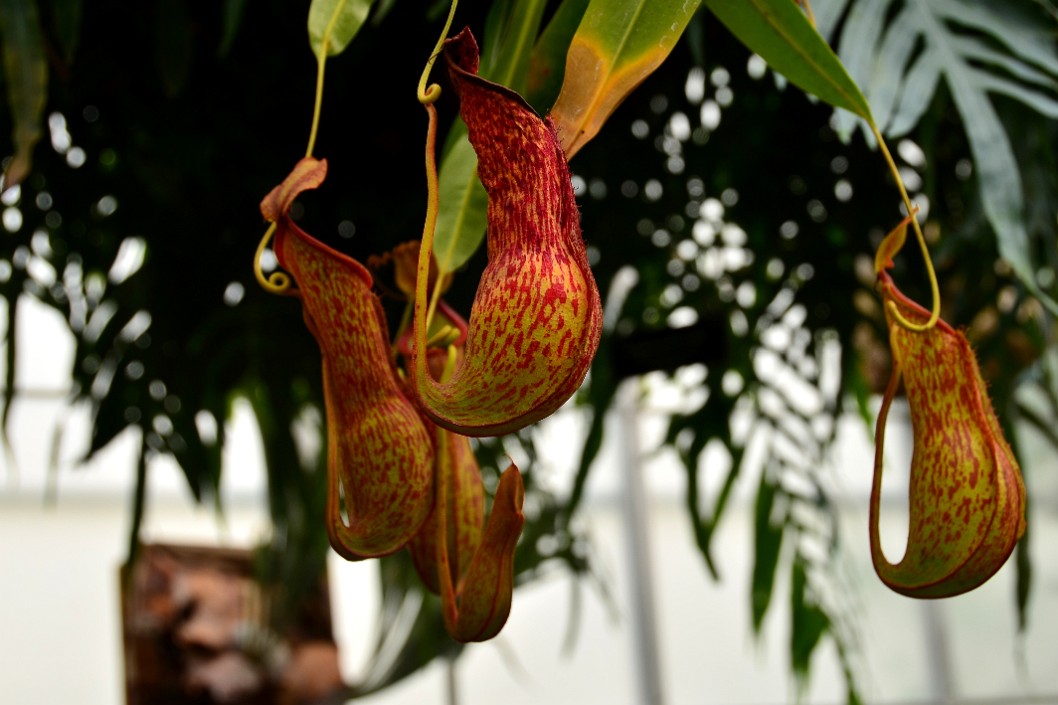 Hanging Pitchers From a Tropical Pitcher Plant Hanging Pitchers From a Tropical Pitcher Plant