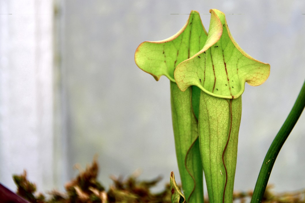 Pitcher Plants Opened