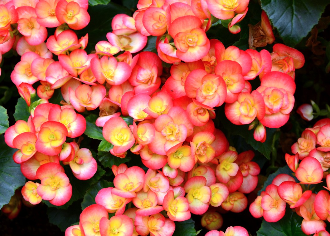 Carnevel Winter-Flowering Begonias Carnevel Winter-Flowering Begonias