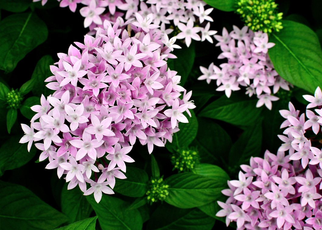 Lavender Colored Egyptian Star-Cluster Lavender Colored Egyptian Star-Cluster