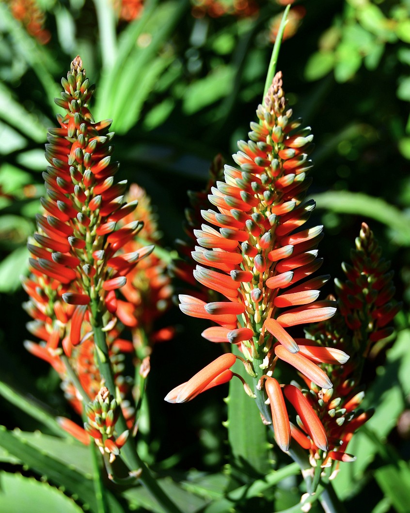 Aloe Flower Spikes