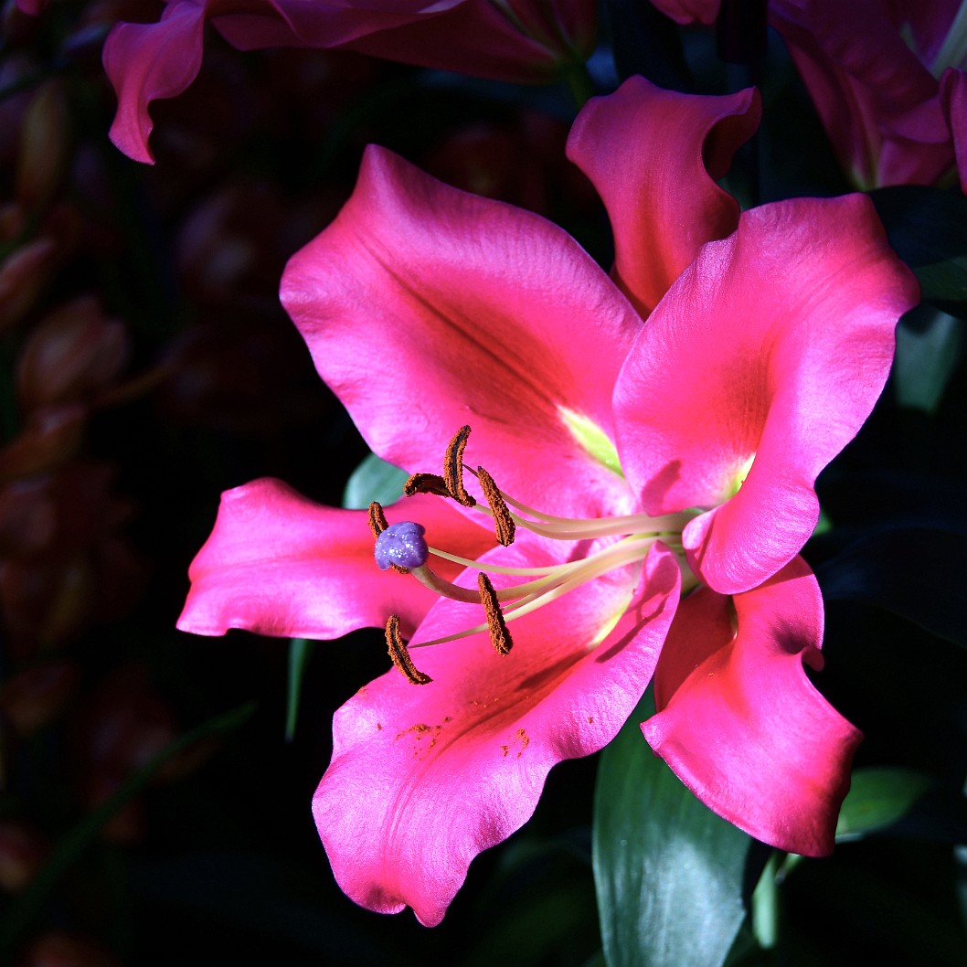 Carbonero Oriental-Trumpet Lily