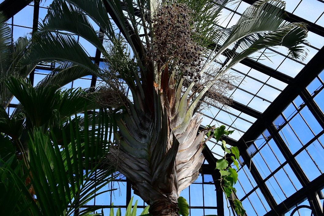Formations on the Triangle Palm