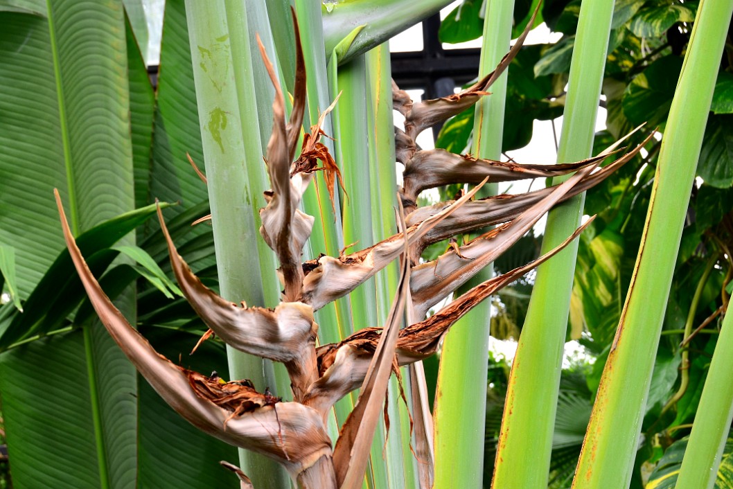 Owing to Its Bird-of-Paradise Heritage Owing to Its Bird-of-Paradise Heritage