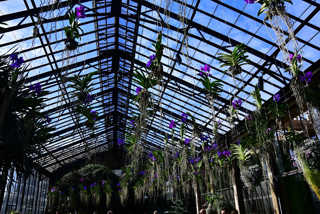 Hanging Orchids in Line