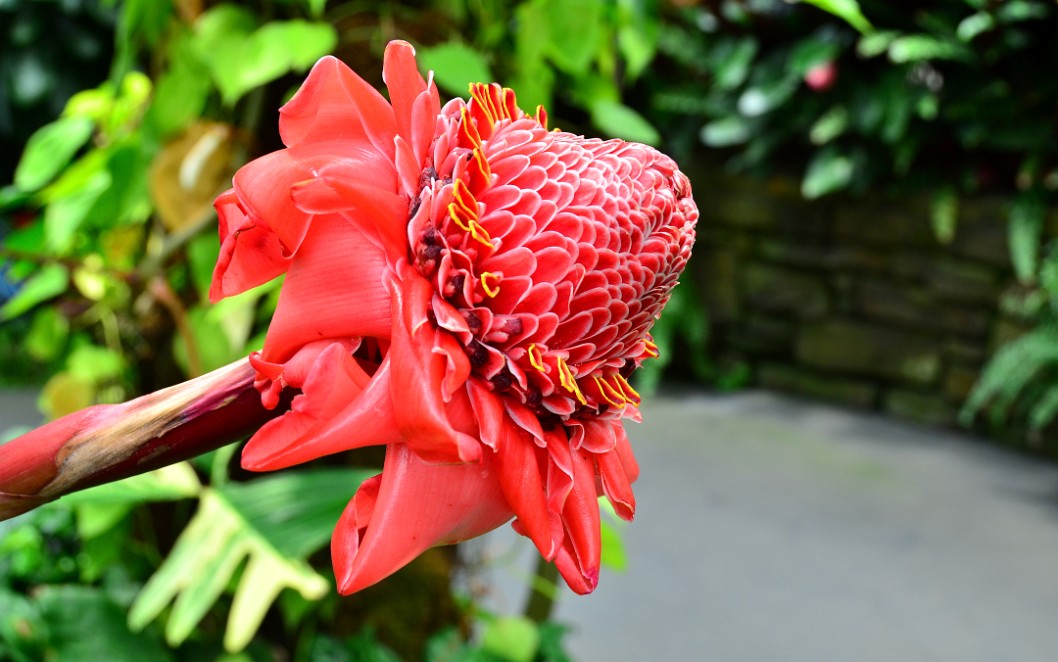 Torch Ginger Imitating Fire Torch Ginger Imitating Fire