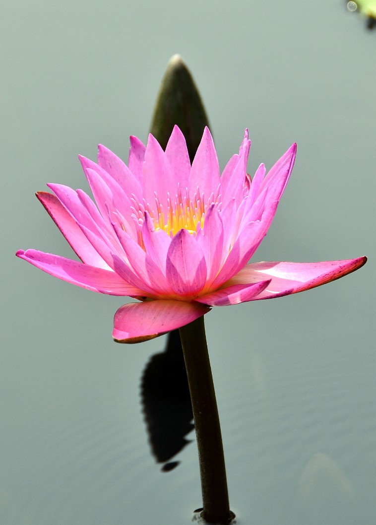 Shirley Bryne Day Flowering Waterlily Shirley Bryne Day Flowering Waterlily