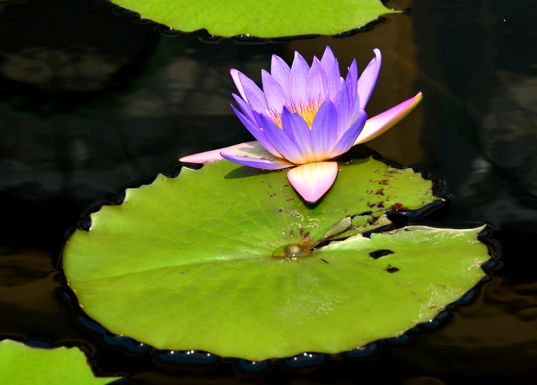 Tiny Day Flowering Waterlily on a Lilypad Tiny Day Flowering Waterlily on a Lilypad