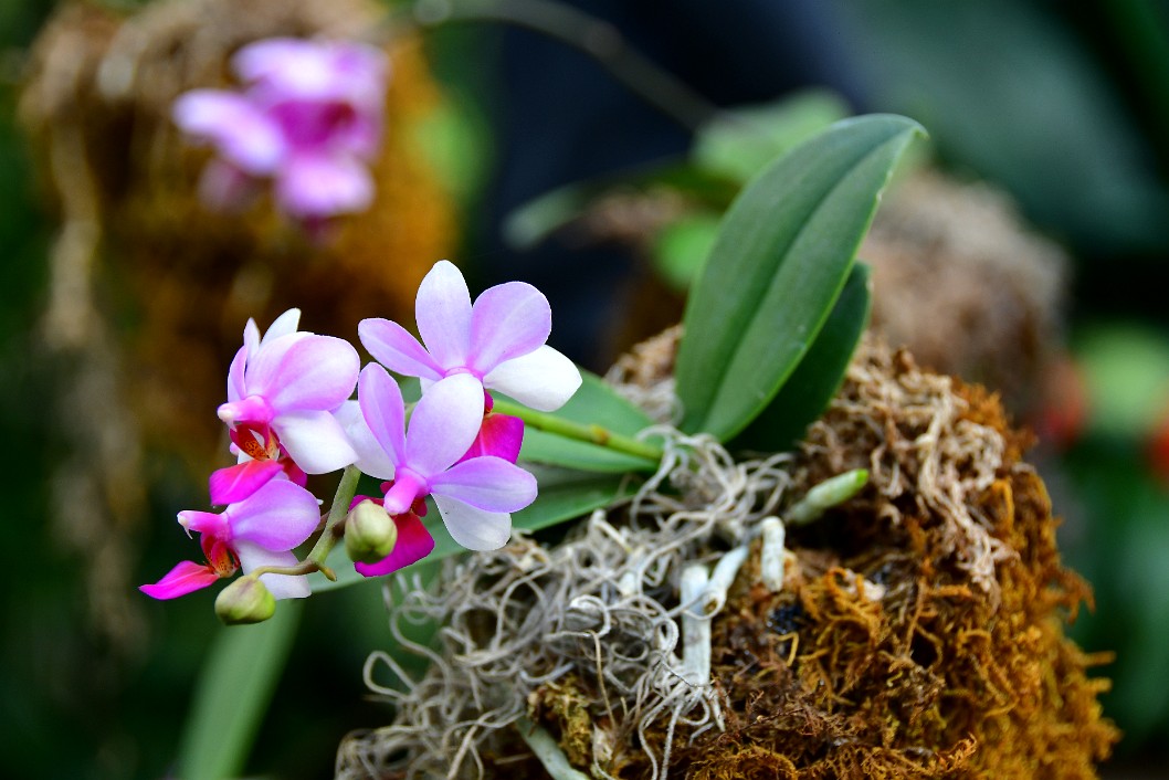MIniature Phalaenopsis Hybrid Orchids in Pink and White