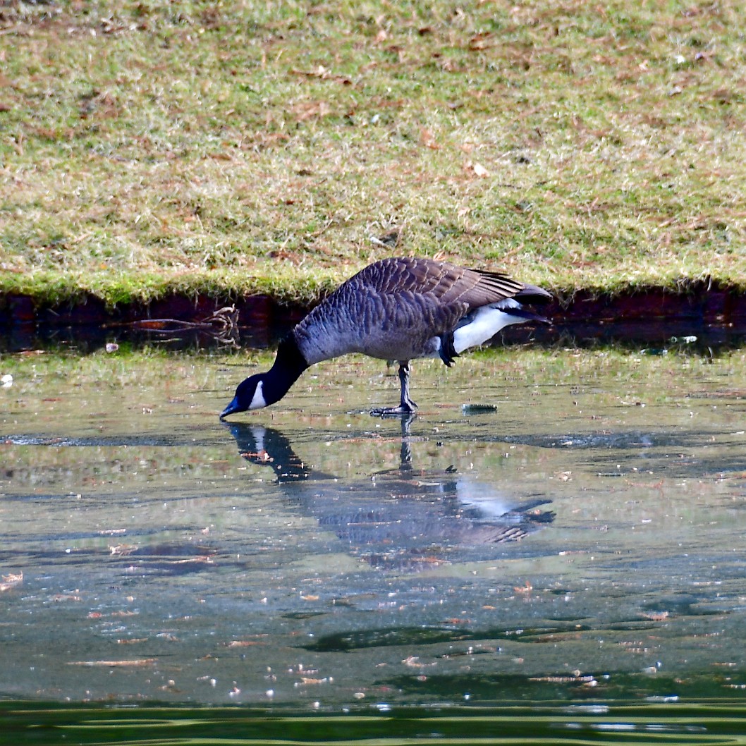 Goose on the Ice