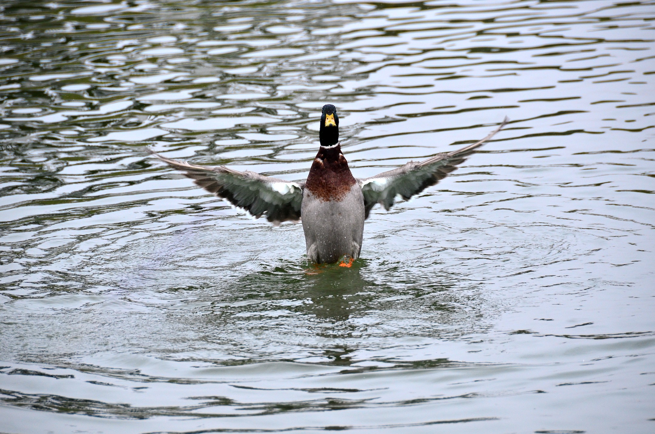 Flapping Up Flapping Up