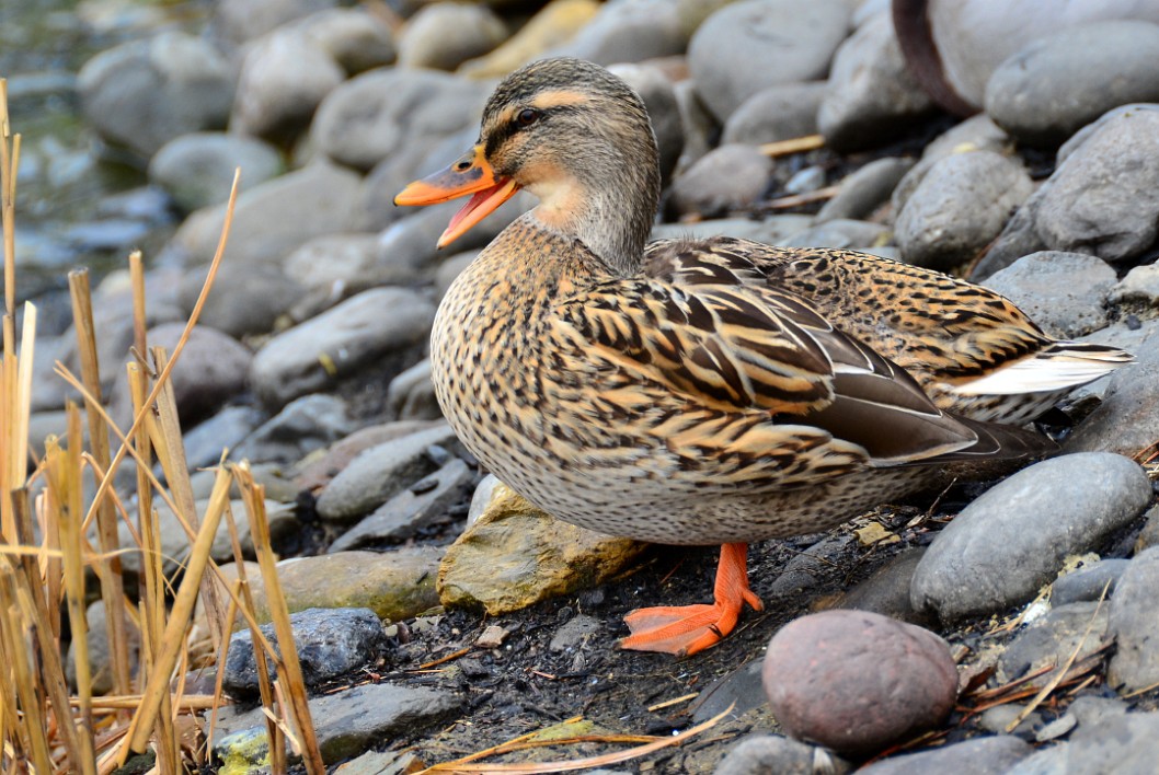 Quacking Quacking
