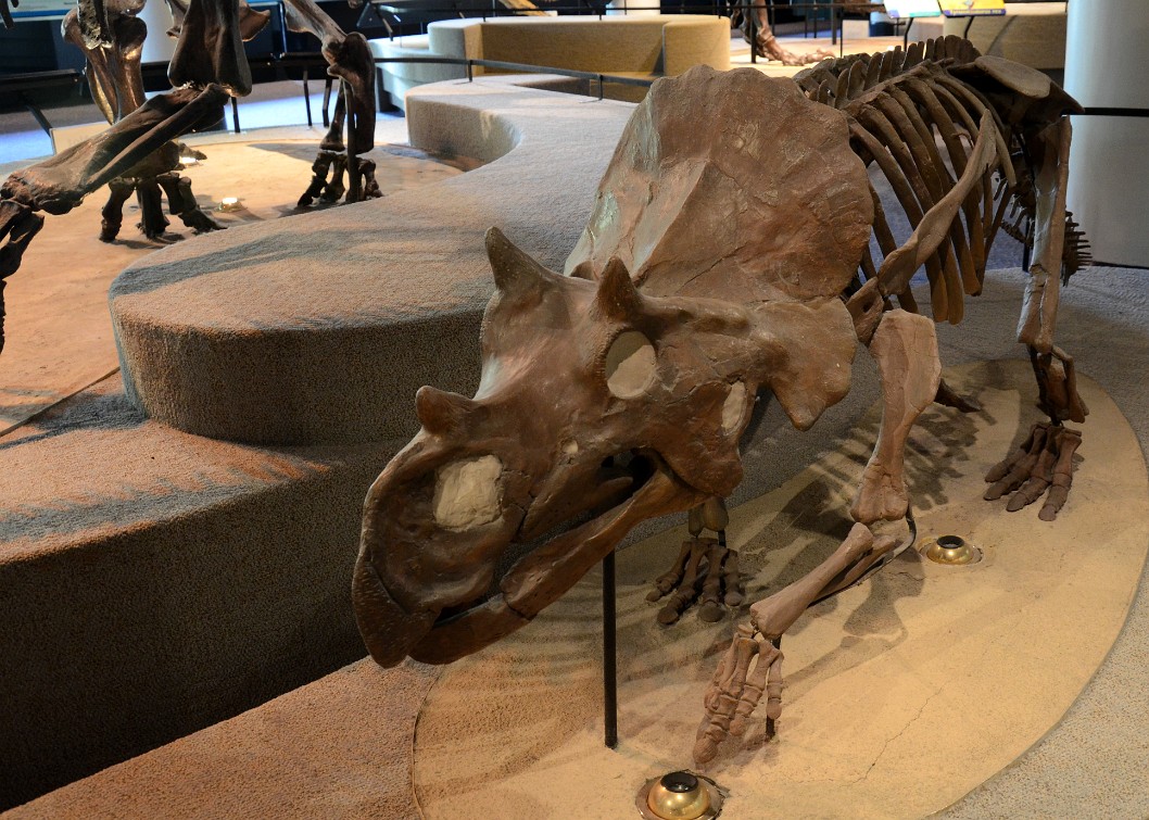 Avaceratops Lammersi Avaceratops Lammersi