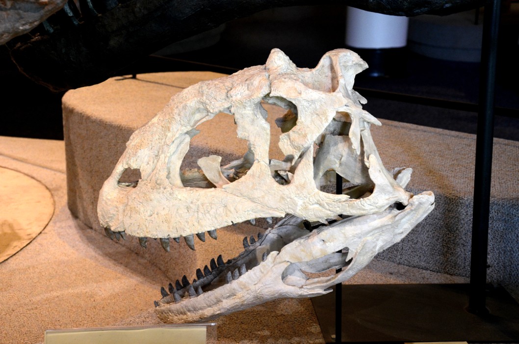 Deinonychus Antirrhopus Skull Deinonychus Antirrhopus Skull
