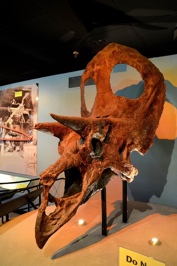 Huge Torosaurus Latus Skull Huge Torosaurus Latus Skull