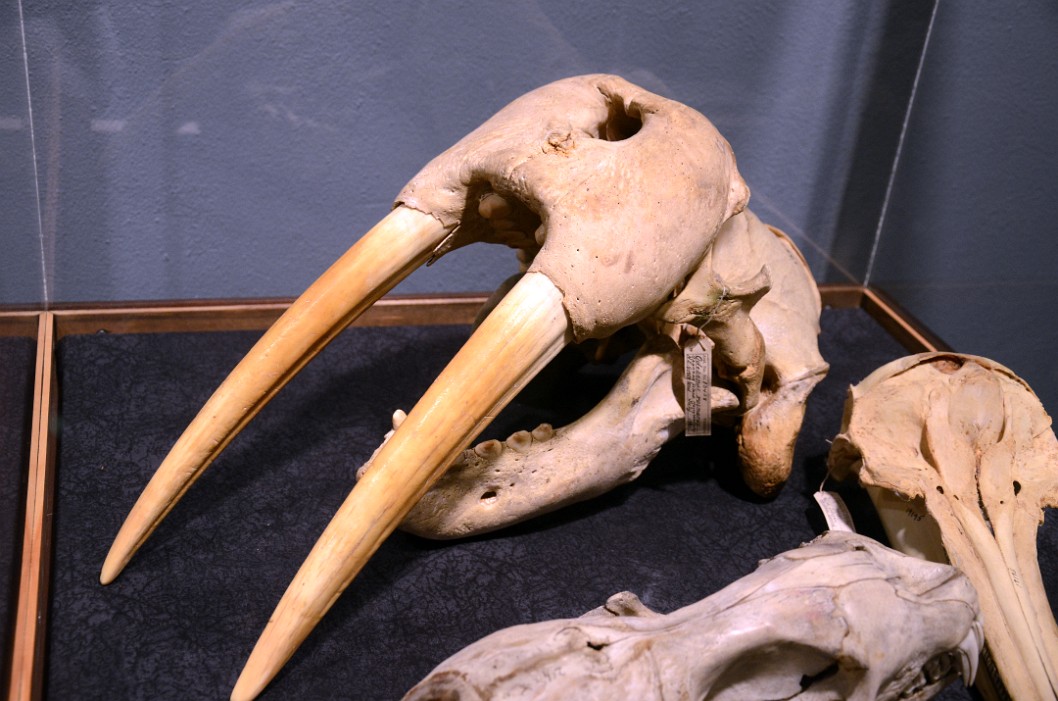 Walrus Skull Walrus Skull