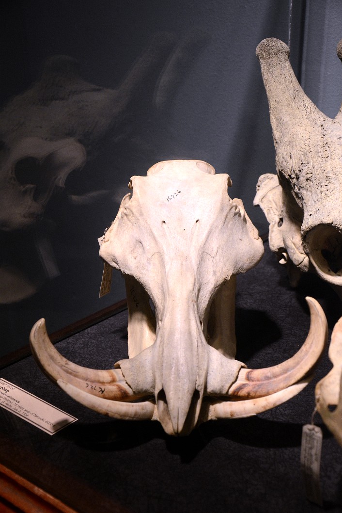 Warthog Skull Warthog Skull