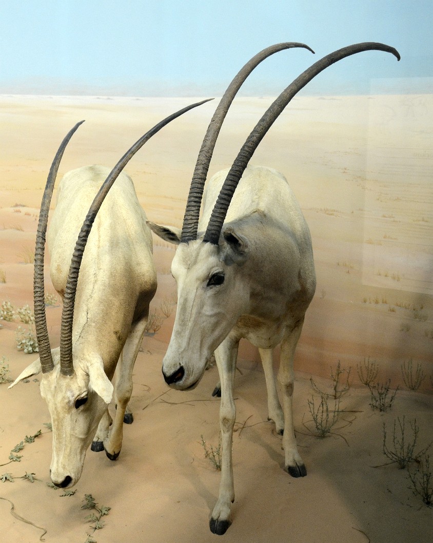 White Oryx in the Desert of Borkou White Oryx in the Desert of Borkou