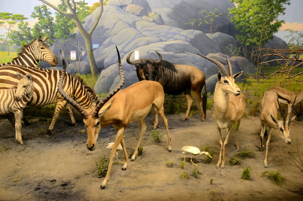 Zebra, Topi and Wildebeest onthe Serengeti Zebra, Topi and Wildebeest onthe Serengeti