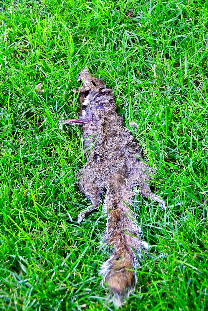 Dessicated Squirrel Corpse 2