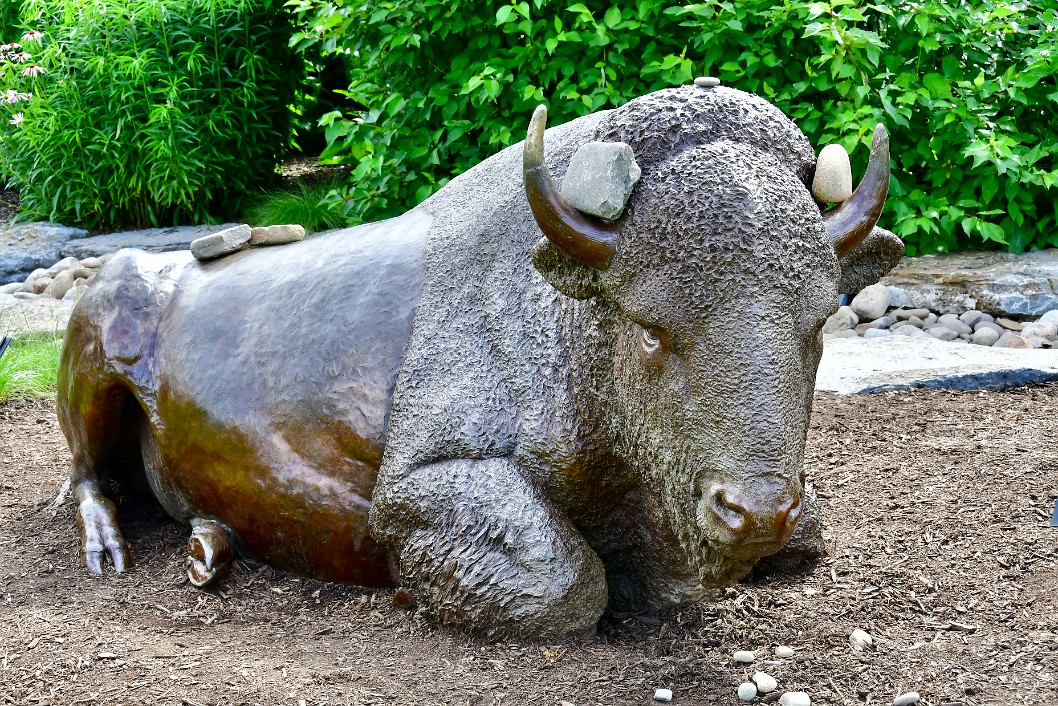 Bison With Rocks On