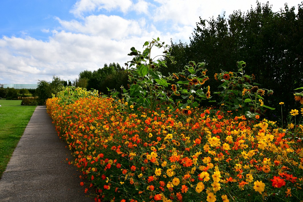 Rising From the Flaming Flowers