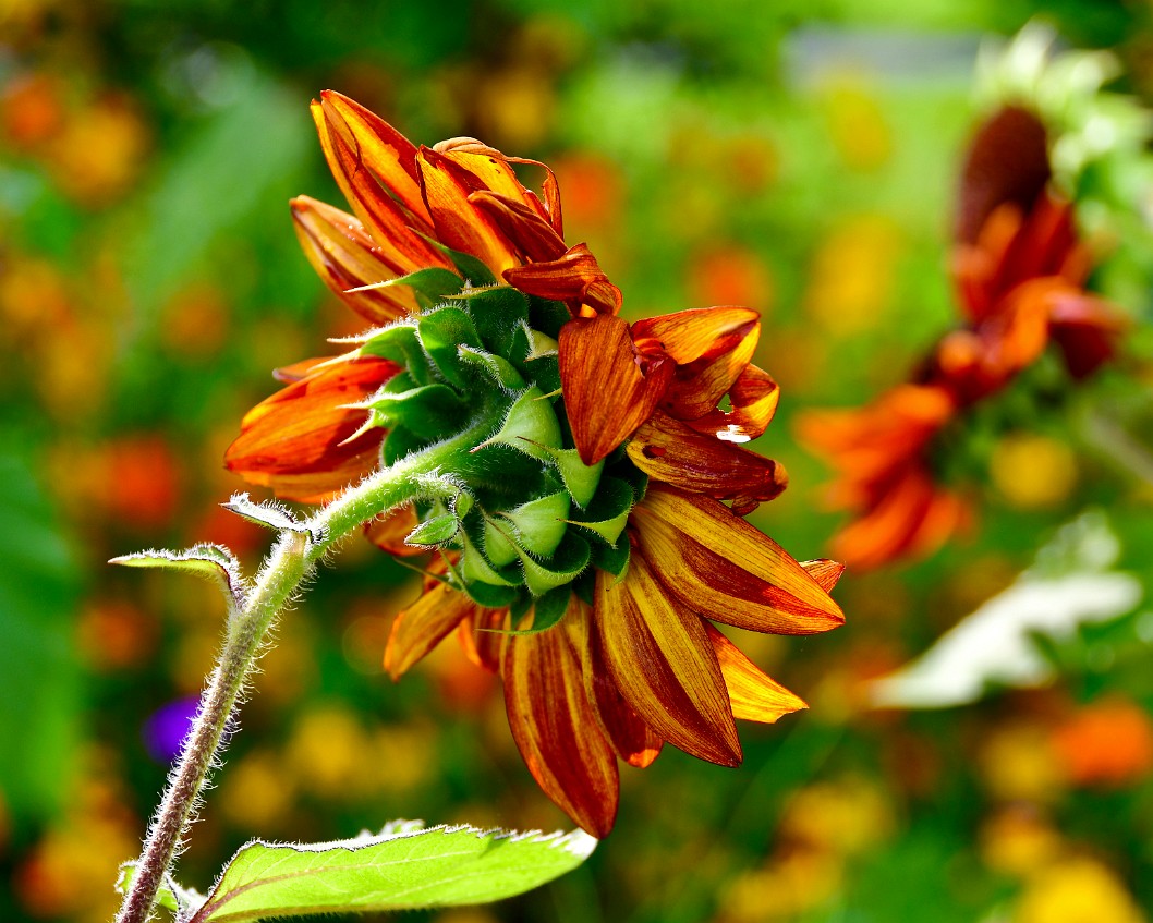 Sunflower Fuzz