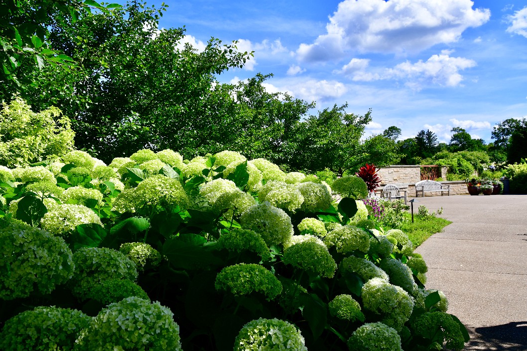 Hydrangea Puffs