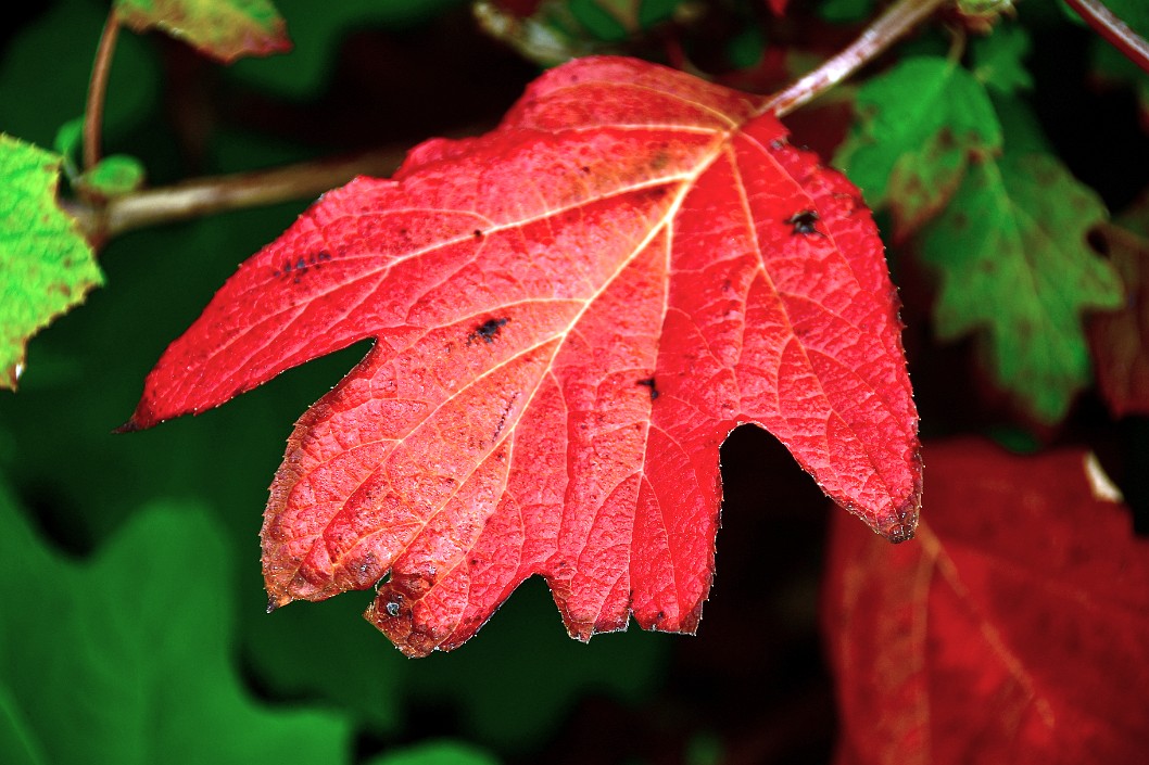 Intensely Red for Autumn