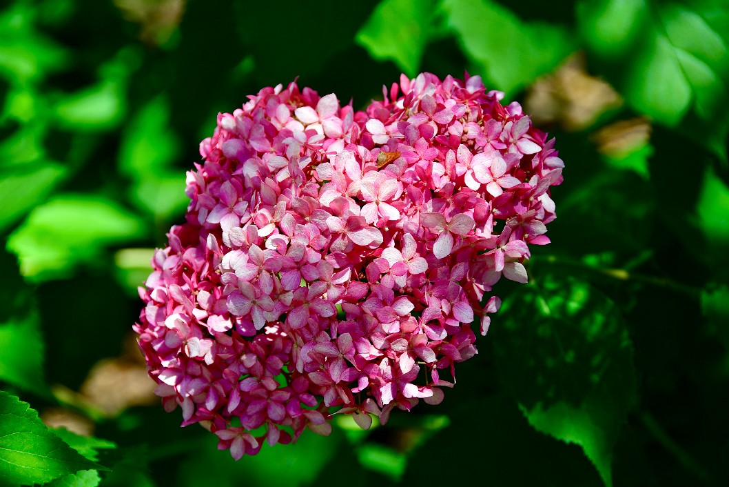 Invincible Spirit Wild Hydrangea