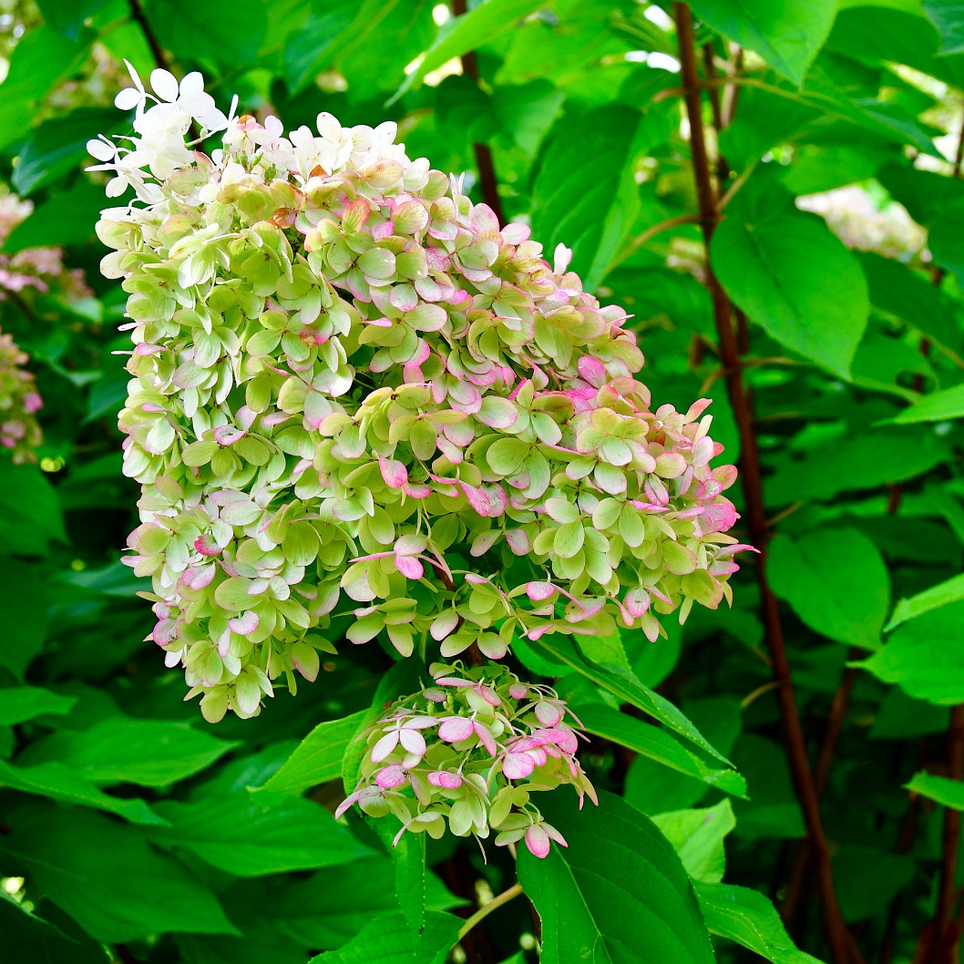 Limelight Panicle Hydrangea Blooms