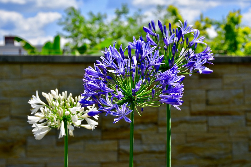 Wall Flowers