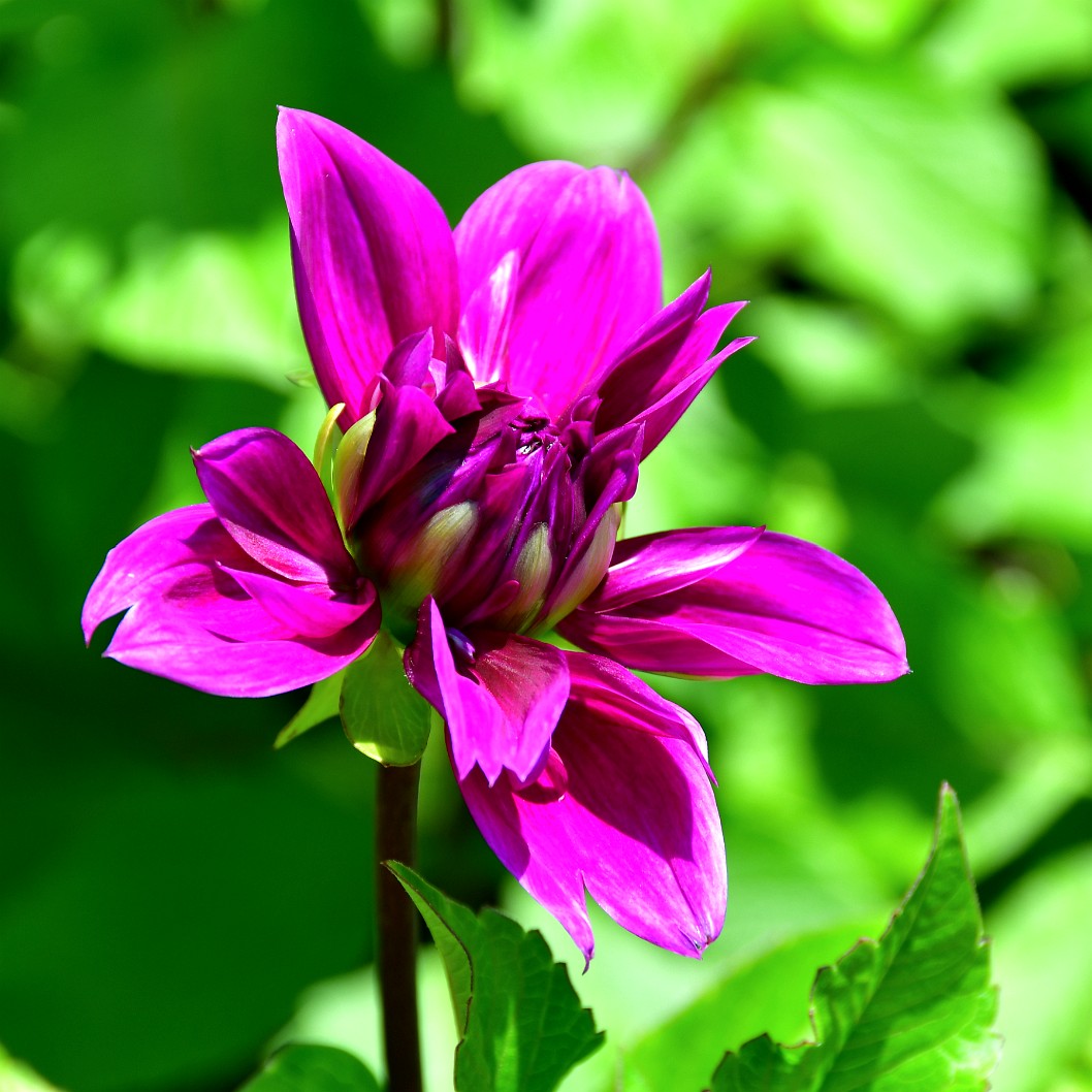 Dahlia Blooming