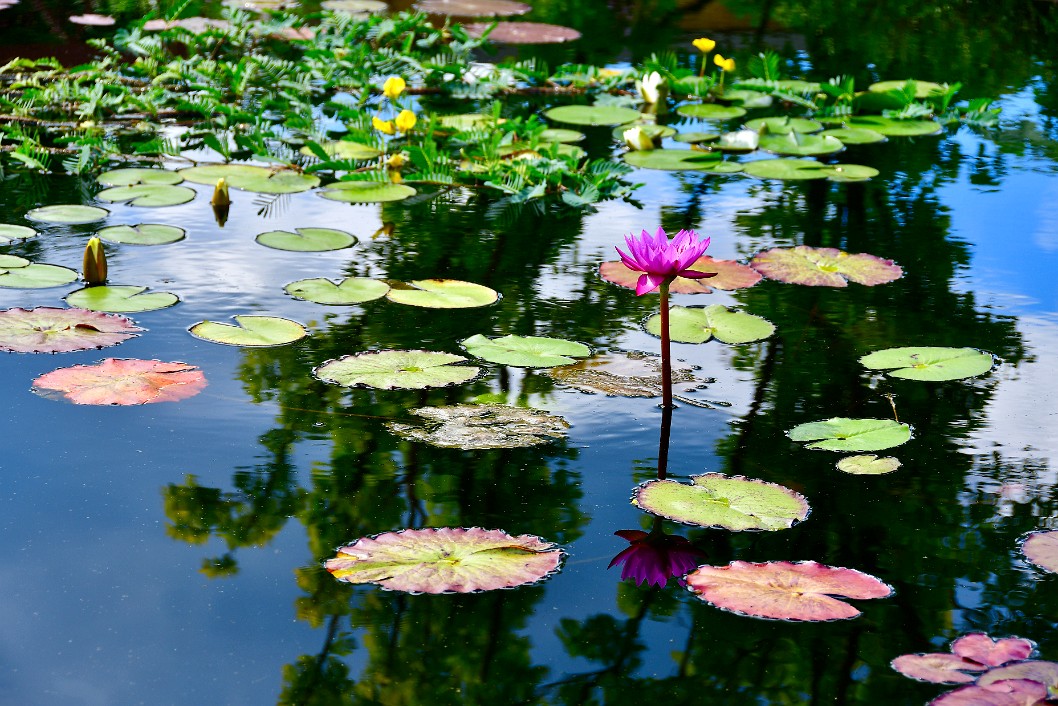 Double Pink Hybrid Lotus Pushing Up