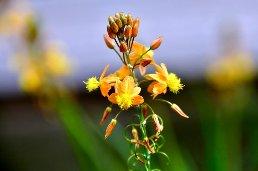 Fuzzy Yellow 1