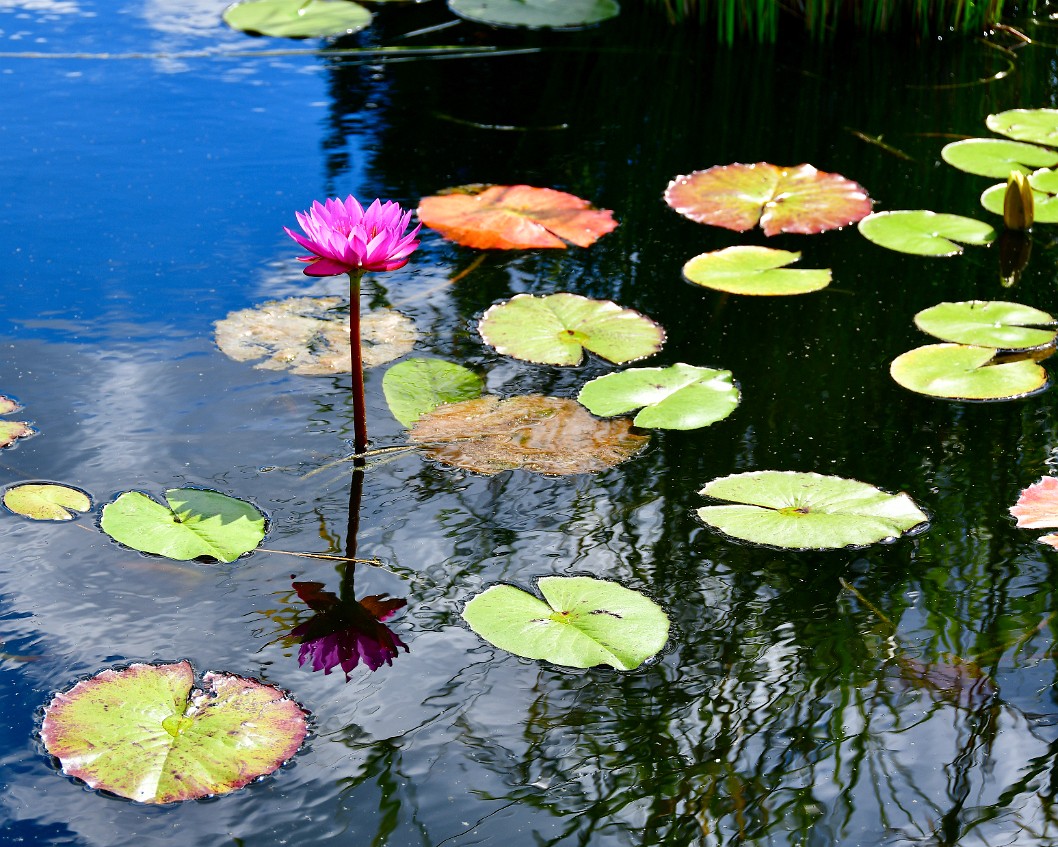 Pads and Bloom