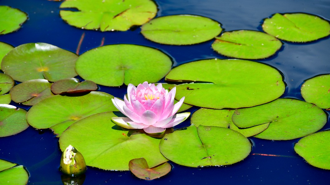 Pink Lotus