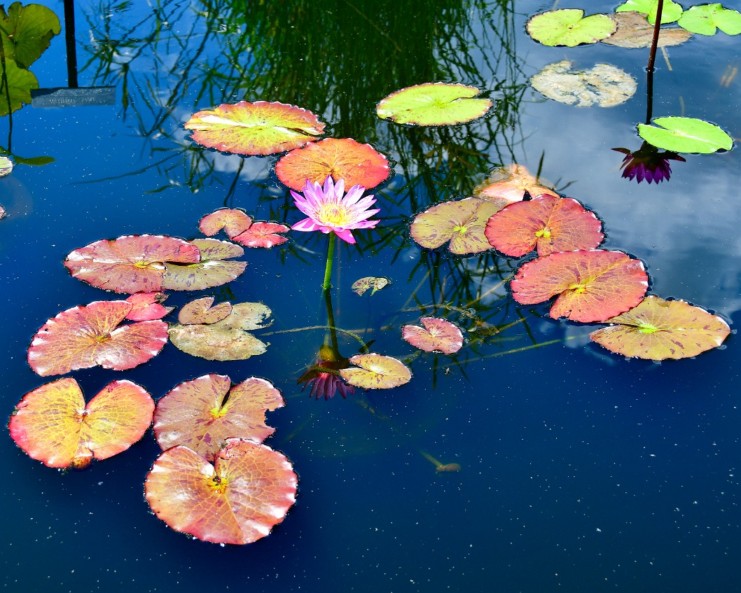 Reflected in the Dark Waters