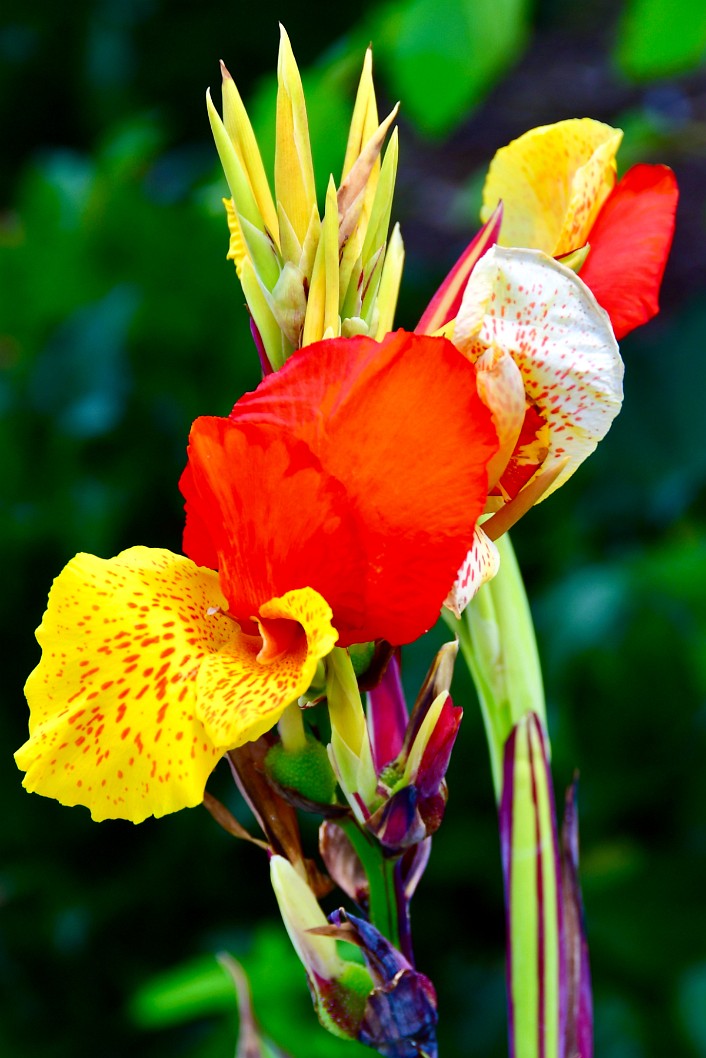 Amazing Canna Lily