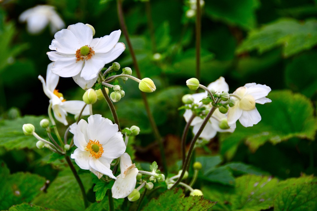 Andrea Atkinson Japanese Anemone Flowers in White