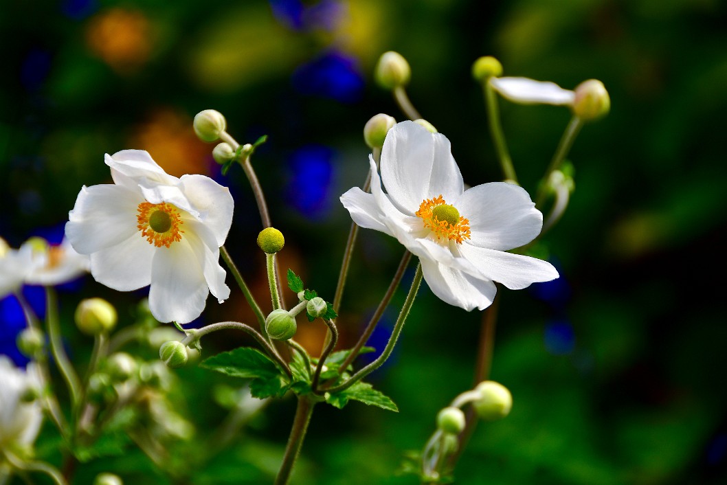 Anemones in the Sun