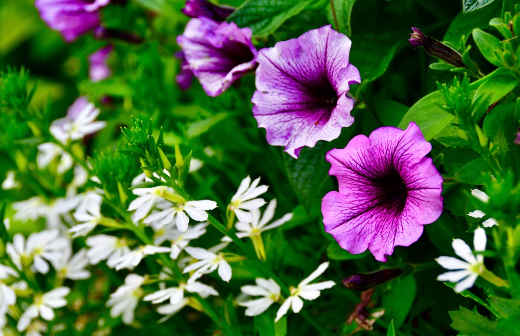 Summer Blooms