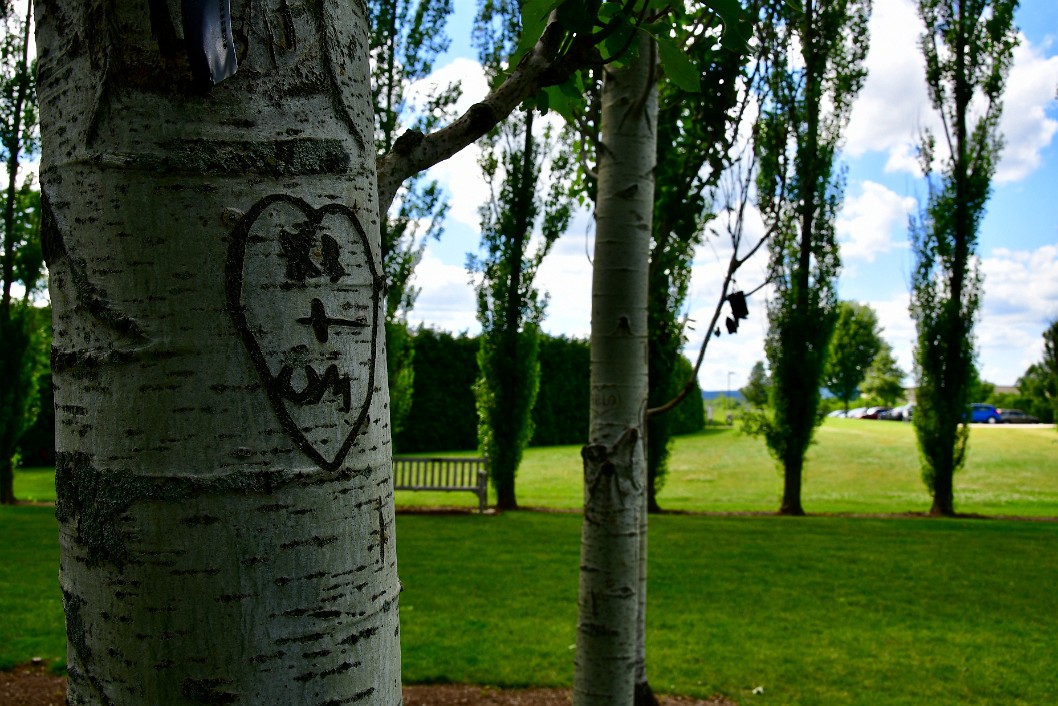 Carved Into the Wood of the Tower Gray Poplar Tree