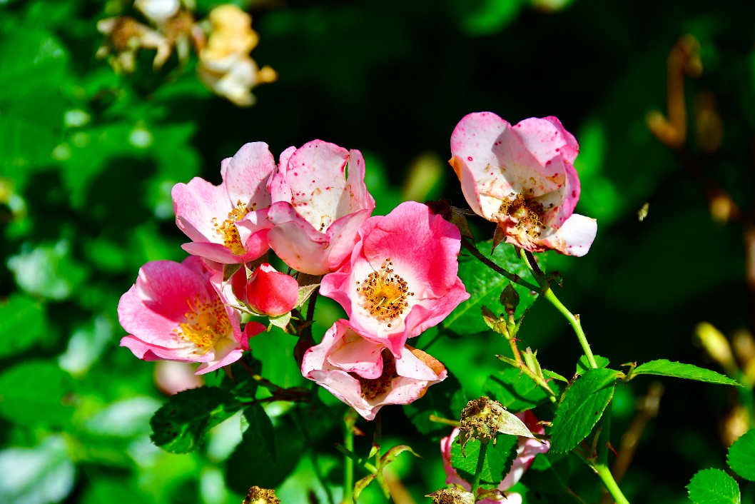 Carefree Delight Shrub Rose